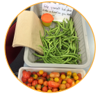 1809_05_harvest enviro_mentors_harvest